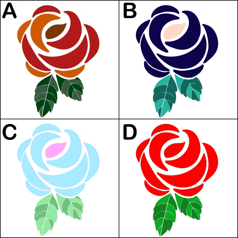 color rose